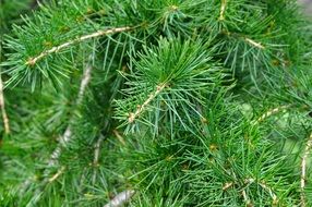 cedar branch with green needle macro