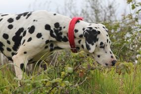 Beautiful dalmatian dog