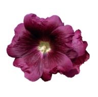 burgundy mallow on white background