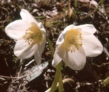 white anemone flowers