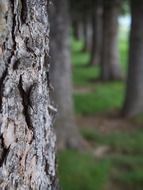 Tree trunk with bark closeup