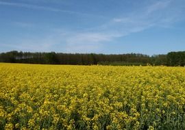 photos of yellow rapeseed field
