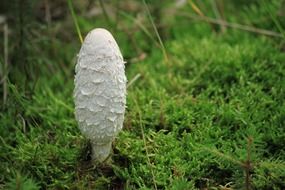 porcini mushroom on green grass in the forest