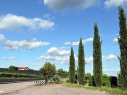 road along the cypress trees