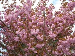 plant in a lush pink color