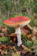 red fly agaric in the forest in the Netherlands