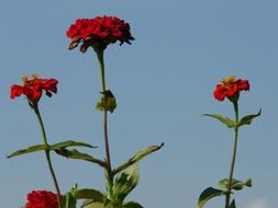 red zinnias on a high stalk