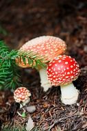 poison red and white mushroom