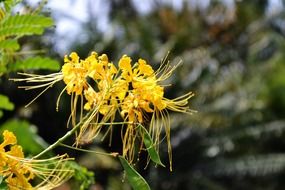 yellow wild flowers in sri lanka