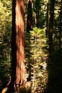 redwood american giant trees california