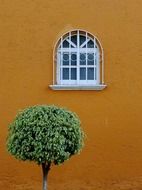 round tree under the window