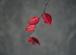 red leaves on branch