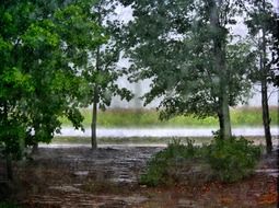 puddles in the forest from heavy rain