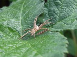 spider on a big green leaf