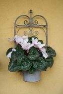 cyclamens as decoration on the wall