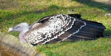 Beautiful, black and white vulture is resting on the colorful grass