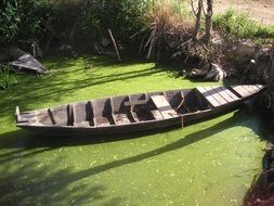 wooden boat in a green swamp