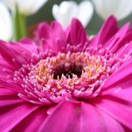 gerbera pink blossom close up