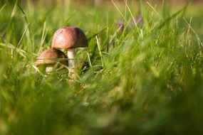 two mushrooms in autumn