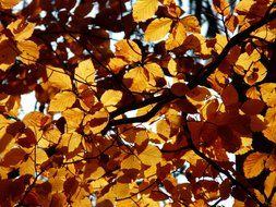 branch with yellow leaves in bright light