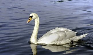 swan on water close up