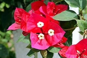 three marys, bougainvillea blooming plant