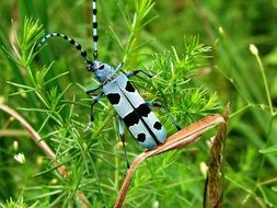 carpathian insect in the wildlife on a blurred background