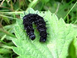 black caterpillar on green leaf closeup