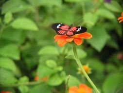 butterfly on an orange flower in the garden close-up on blurred background