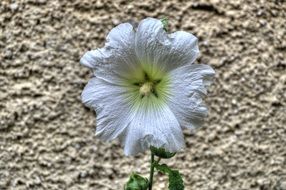 closeup photo of white daisy flower and stone