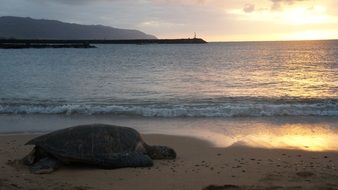 big turtle is on a beach at the sunset