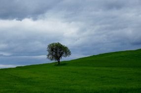 lonely tree on a green hill in Spain