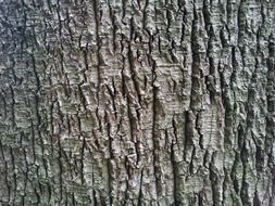 organic bark tree