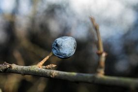 lonely blue berry on a branch