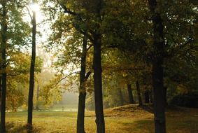 forest park