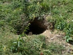 landscape of alpine marmot cave on the meadow
