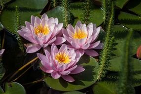 water lilies on a pond
