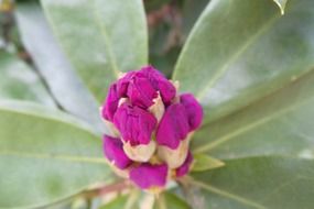 rhododendron flower in bloom macro