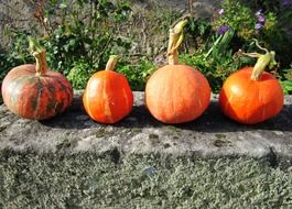 autumn orange pumpkins on the stone bench