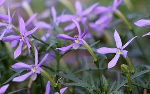 little purple flowers