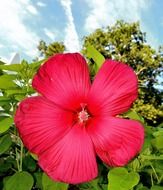Close-up of the beautiful big hibiscus flower among the green leaves