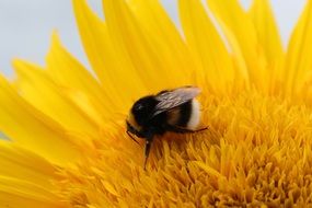 bee on a yellow sunflower
