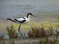 avocet in wildlife