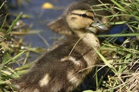 gray ducklings near the pond