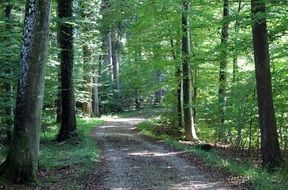 wide path in the forest