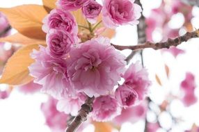 pink flowers on branch