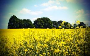 yellow rapeseed field on a background of green trees