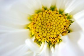 white yellow gerbera macro scene