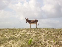 Picture of wild donkey