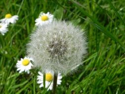 dandelion on the wild meadow